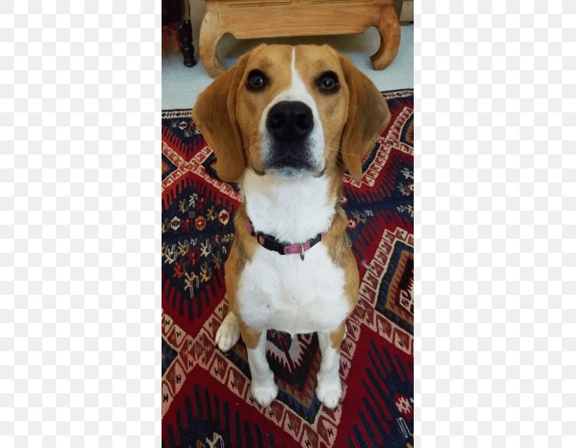 Beagle-Harrier Beagle-Harrier English Foxhound Treeing Walker Coonhound, PNG, 638x638px, Beagle, Beagle Harrier, Beagleharrier, Black And Tan Coonhound, Breed Download Free