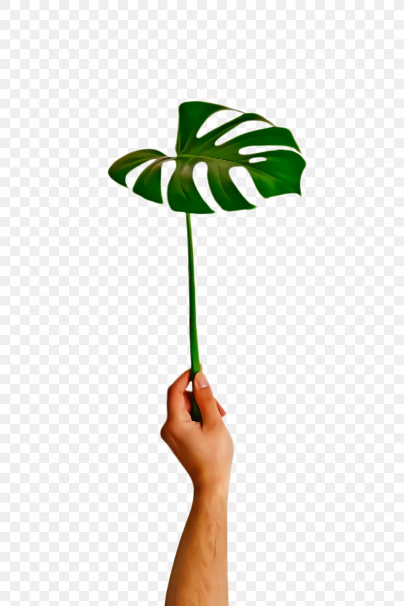 Cartoon Palm Tree, PNG, 1632x2448px, Monstera Leaf, Alismatales, Anthurium, Arecales, Arum Family Download Free