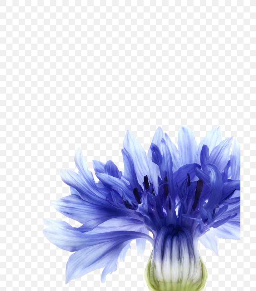 Cornflower Blue Cornflower Blue Watercolor Painting, PNG, 720x933px, Cornflower, Aster, Blue, Chicory, Chrysanths Download Free