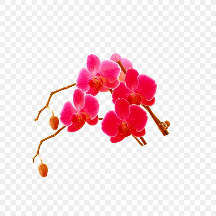 Download Computer File, PNG, 1000x1000px, Resource, Blossom, Branch, Flower, Flowering Plant Download Free