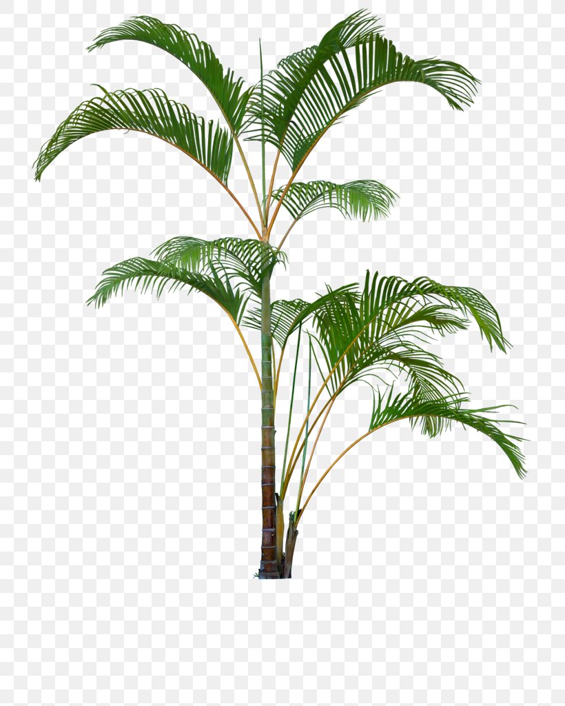Flowerpot Houseplant Clip Art Palm Trees Plants, PNG, 746x1024px, Flowerpot, Areca Palm, Arecales, Attalea Speciosa, Bonsai Download Free