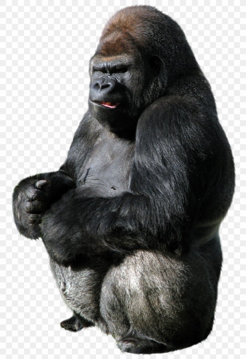 Gorilla Ape, PNG, 942x1373px, Gorilla, Ape, Chimpanzee, Fur, Great Ape Download Free