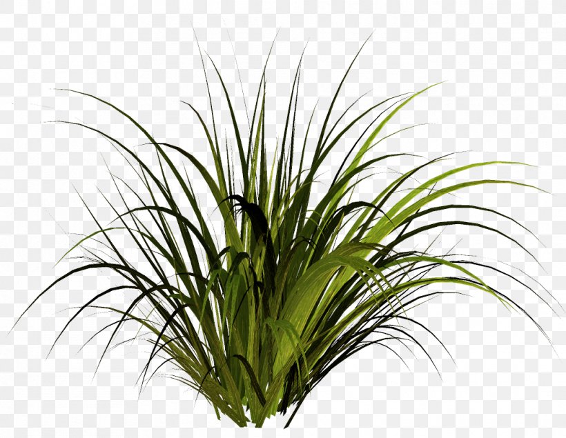 Herbaceous Plant Lawn Clip Art, PNG, 1039x805px, Herbaceous Plant, Aquarium Decor, Digital Image, Flower, Flower Garden Download Free