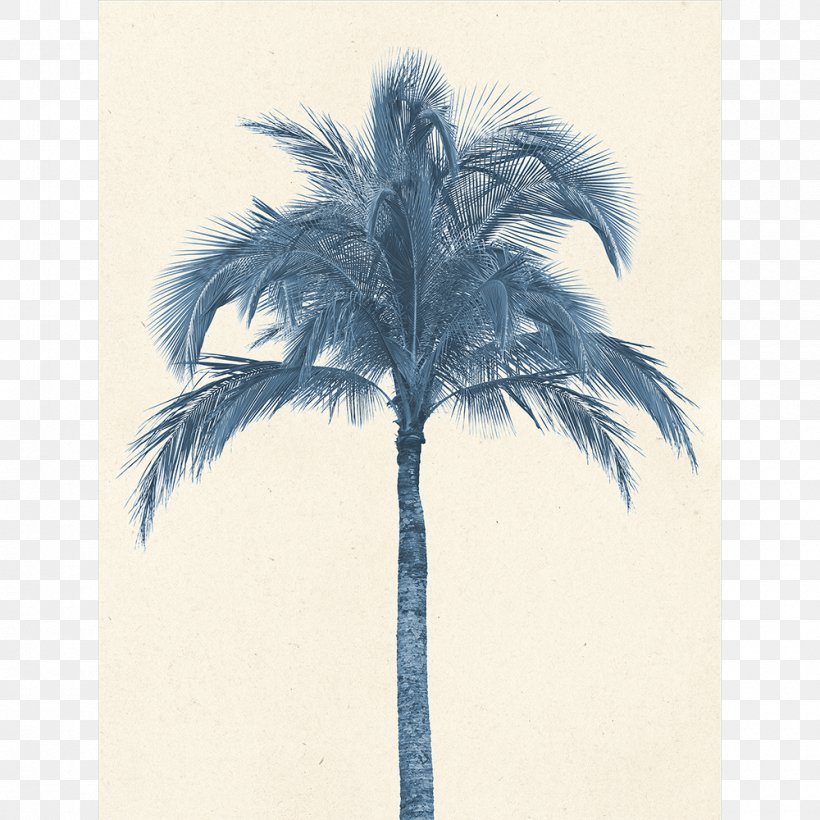 Palm Trees Coconut Stock Photography Image Asian Palmyra Palm, PNG, 1000x1000px, Palm Trees, Arecales, Asian Palmyra Palm, Borassus Flabellifer, Coconut Download Free