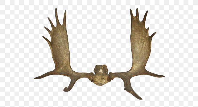 Reindeer Antler Elk Horn, PNG, 600x444px, Deer, Alaska Moose, Antler, Elk, Horn Download Free