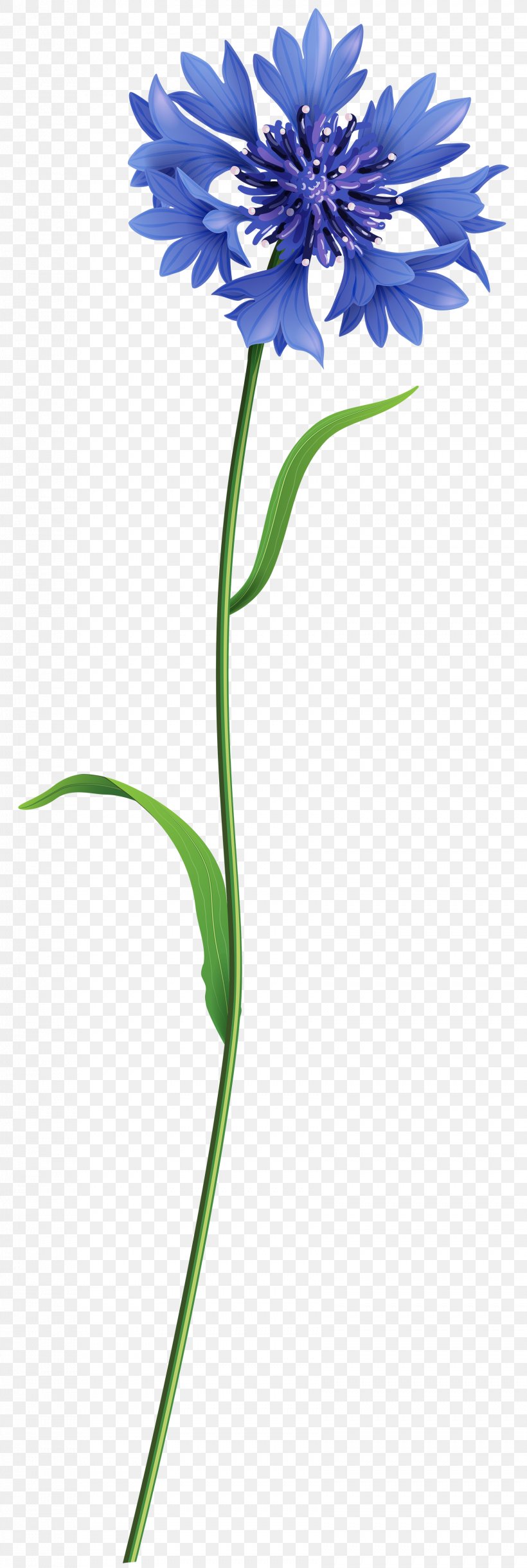 The Flower Fields King Alfor Floral Design, PNG, 1681x5000px, The Flower Fields, Blue, Clip Art, Common Daisy, Cut Flowers Download Free