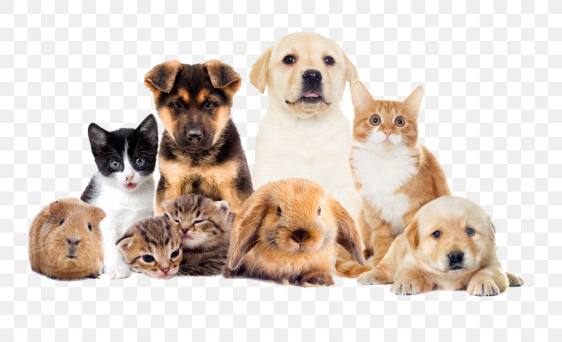Dog Pet Sitting Veterinarian Animal, PNG, 800x500px, Dog, Animal, Animal Shelter, Carnivoran, Cat Download Free