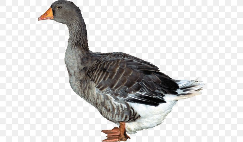 Duck Hunt Domestic Duck, PNG, 566x480px, Duck, Beak, Bird, Domestic Duck, Duck Hunt Download Free