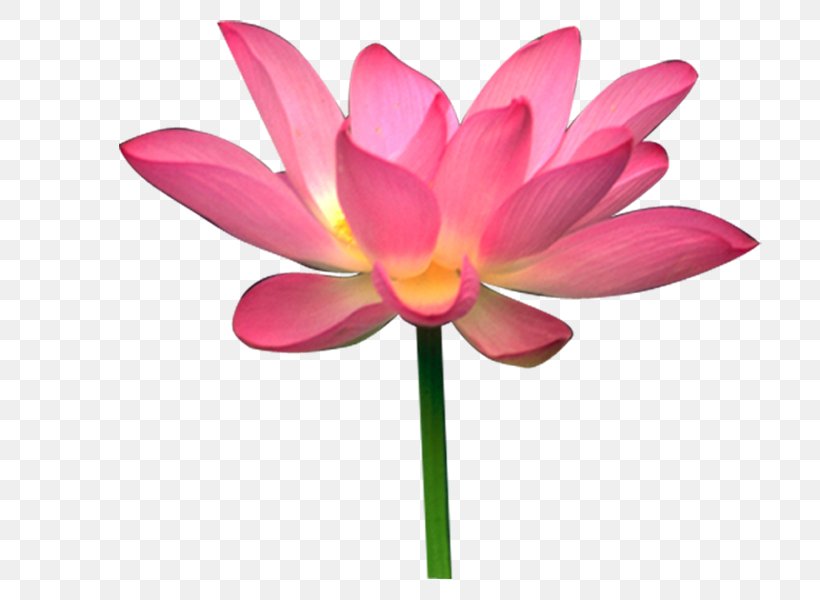Sacred Lotus Image Lotus Seed Design, PNG, 800x600px, Sacred Lotus, Aquatic Plant, Cut Flowers, Flower, Flowering Plant Download Free