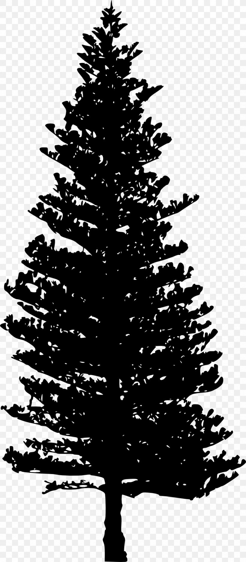 Tsuga Heterophylla Pine Tree Clip Art, PNG, 875x2000px, Tsuga Heterophylla, Black And White, Branch, Christmas Decoration, Christmas Ornament Download Free