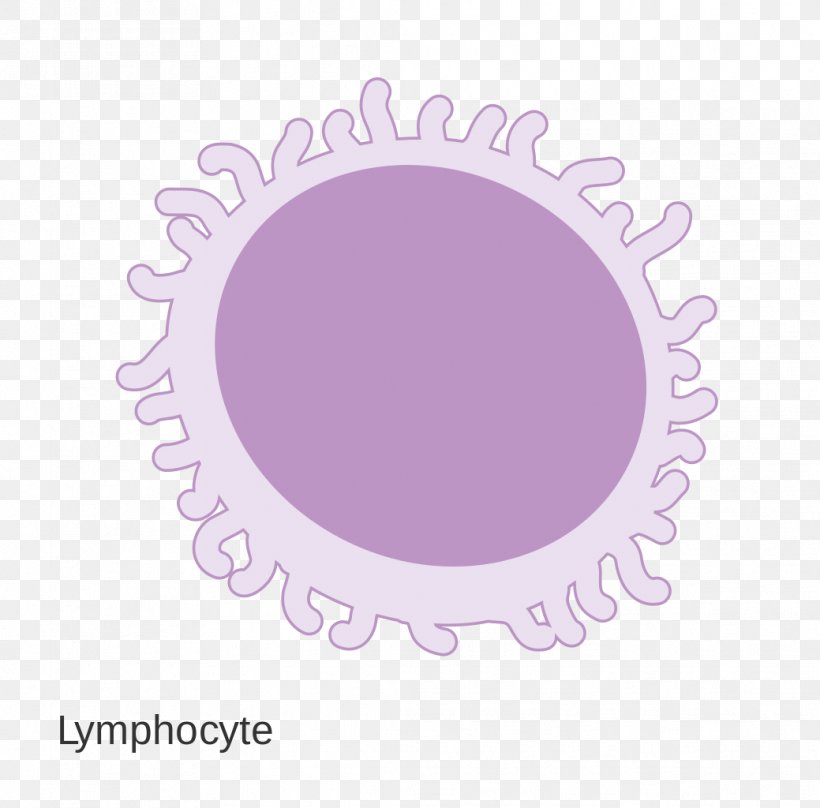 Wikimedia Commons Wikimedia Foundation, PNG, 1039x1024px, Wikimedia Commons, Attribute, Cancer Research Uk, Diagram, Lymphocyte Download Free