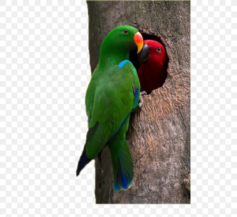 Eclectus Parrot Lovebird Budgerigar, PNG, 499x750px, Parrot, Animal, Beak, Bird, Budgerigar Download Free