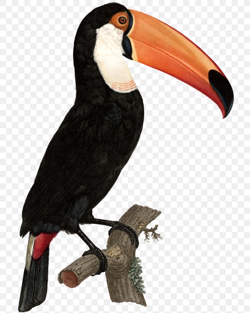 Bird Toco Toucan Green-billed Toucan Art, PNG, 720x1025px, Bird, Animal, Art, Beak, Birdofparadise Download Free