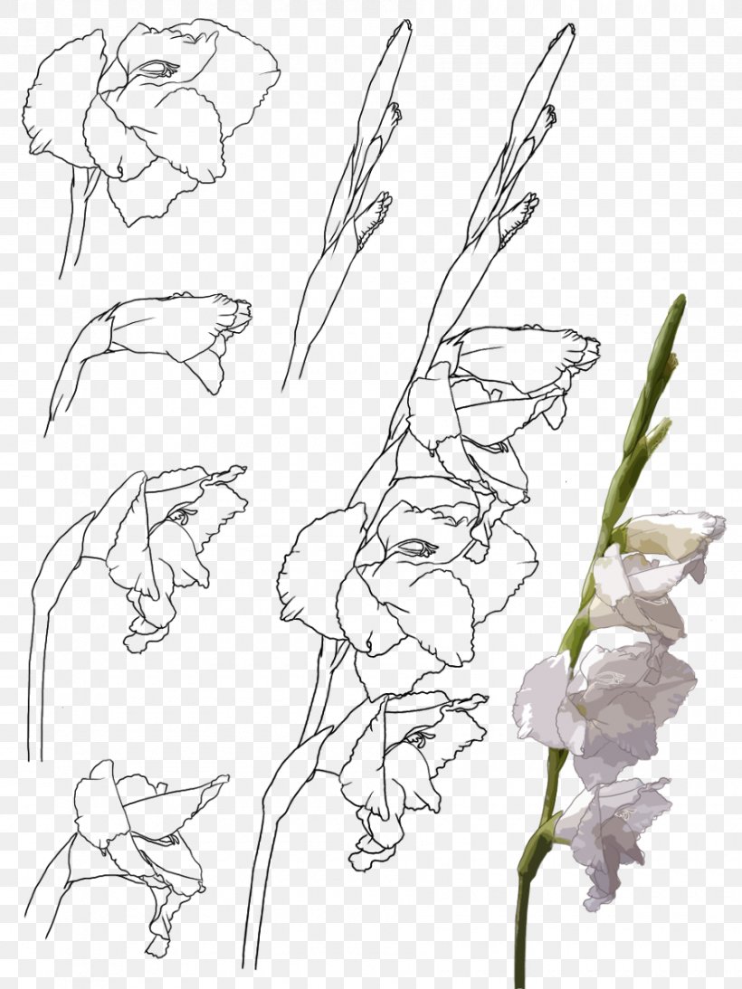 Gladiolus Xd7gandavensis, PNG, 900x1200px, Watercolor, Cartoon, Flower, Frame, Heart Download Free