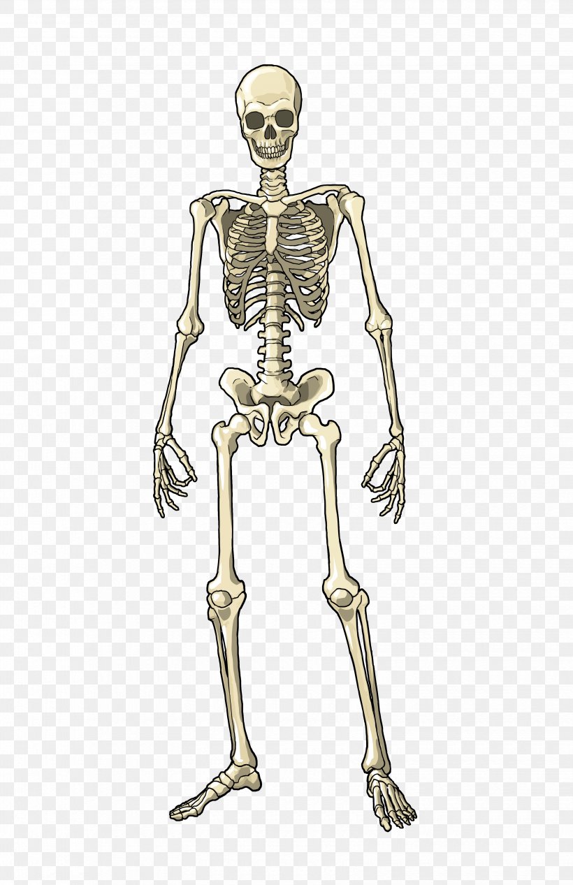 Human Body Muscle Bone Skeleton Homo Sapiens, PNG, 3300x5100px, Watercolor, Cartoon, Flower, Frame, Heart Download Free