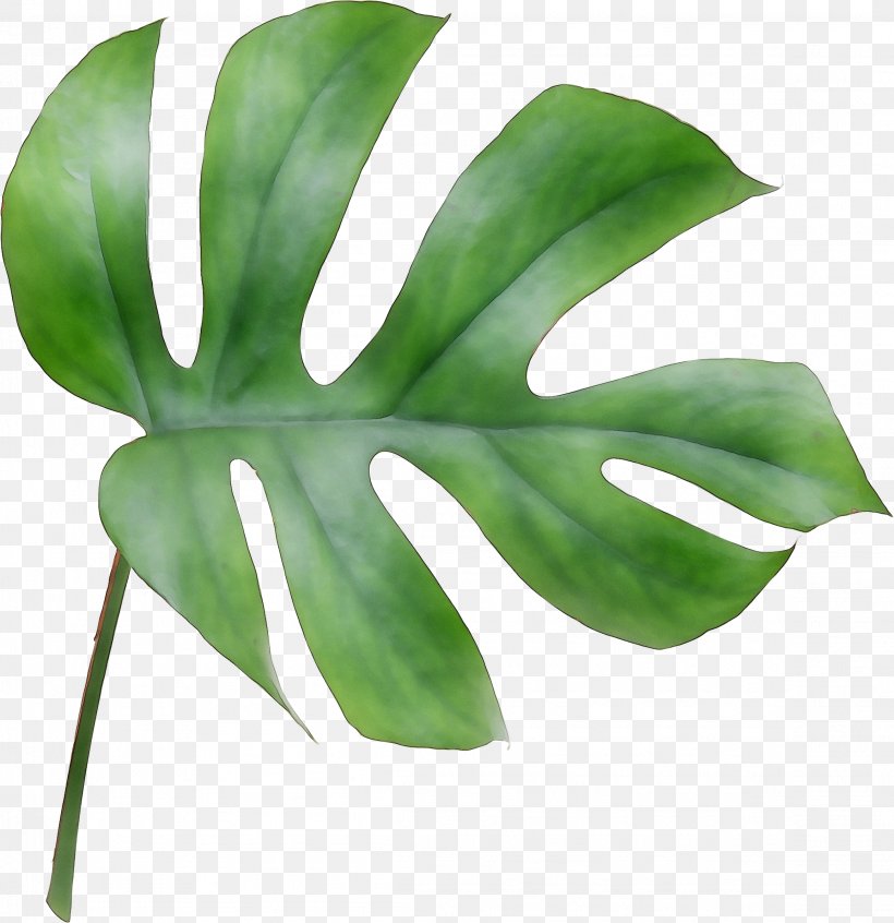 Leaf Plant Stem Plants, PNG, 2313x2388px, Leaf, Alismatales, Arum Family, Botany, Flower Download Free