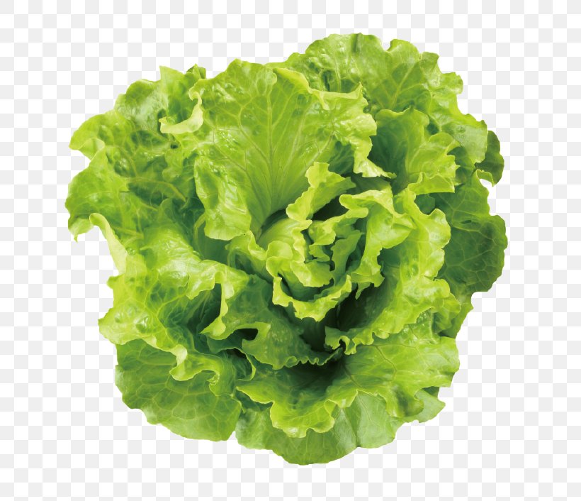 Lettuce Leaf Vegetable Caesar Salad, PNG, 732x706px, Lettuce, Caesar Salad, Endive, Food, Leaf Download Free