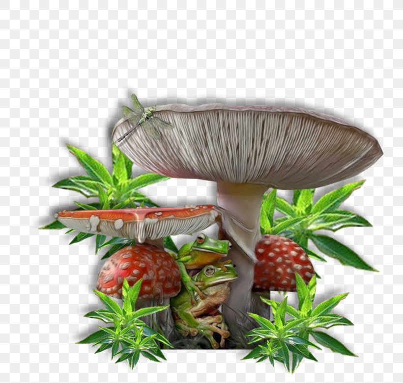 Mushroom Plant, PNG, 800x781px, Mushroom, Plant Download Free