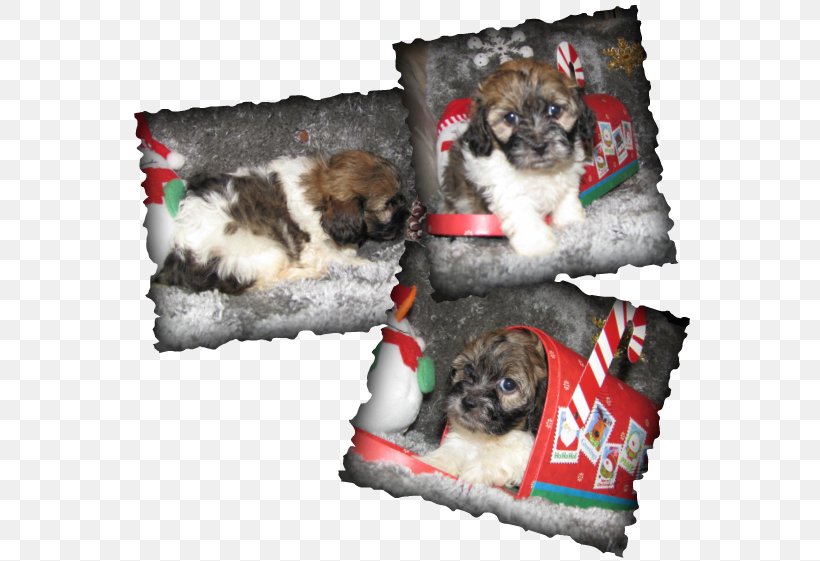 Shih Tzu Havanese Dog Puppy Morkie Schnoodle, PNG, 567x561px, Shih Tzu, Breed, Breed Group Dog, Carnivoran, Child Download Free