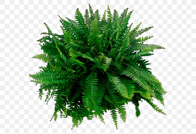 Houseplant Image File Formats Clip Art, PNG, 600x563px, Plant, Evergreen, Fern, Ferns And Horsetails, Houseplant Download Free