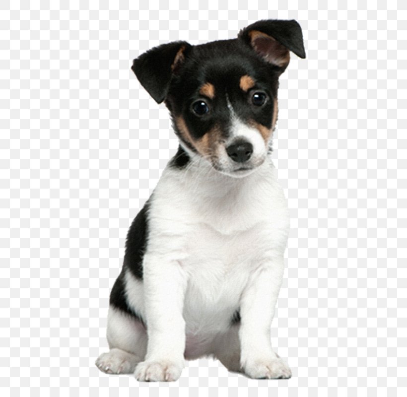 Jack Russell Terrier Puppy Staffordshire Bull Terrier Parson Russell Terrier, PNG, 521x800px, Jack Russell Terrier, Bull Terrier, Carnivoran, Companion Dog, Danish Swedish Farmdog Download Free