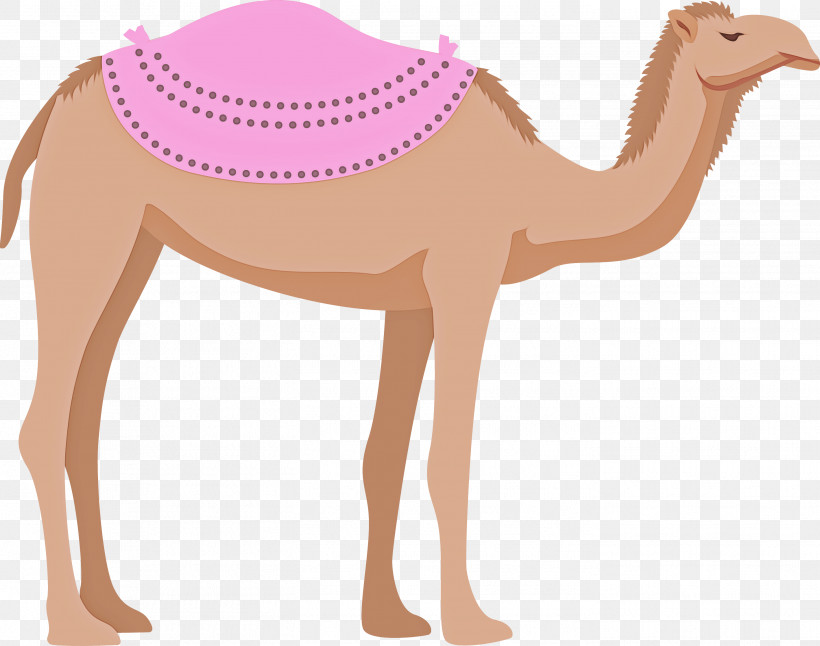 Llama, PNG, 2836x2235px, Dromedary, Blog, Camel Train, Camels, Cartoon Download Free