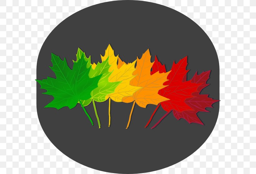 Maple Leaf Tree Norway Maple Drawing, PNG, 600x560px, Leaf, Autumn Leaf Color, Color, Drawing, Flag Of Canada Download Free