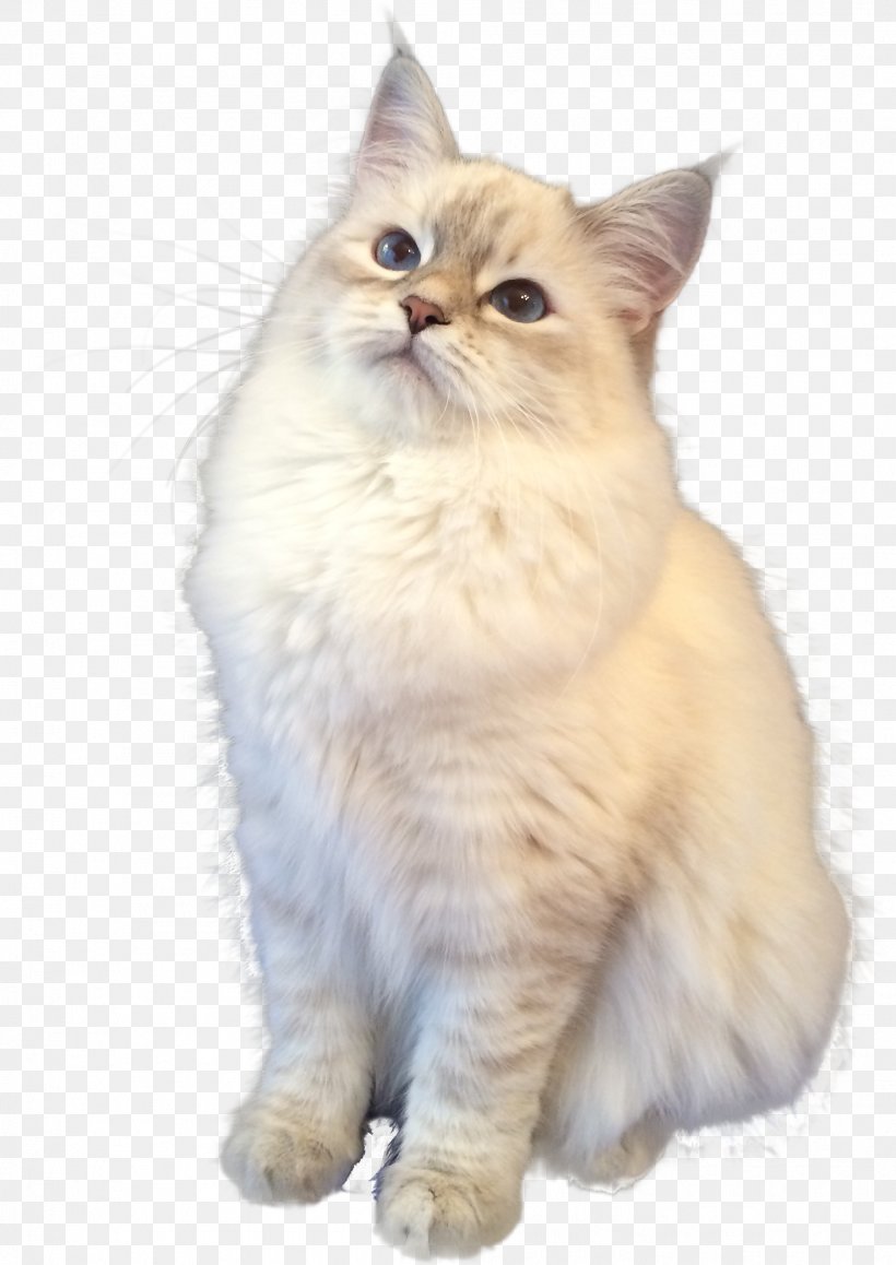 Persian Cat Asian Semi-longhair Ragamuffin Cat Ragdoll Birman, PNG, 1904x2689px, Persian Cat, Asian Semi Longhair, Asian Semilonghair, Birman, British Semi Longhair Download Free