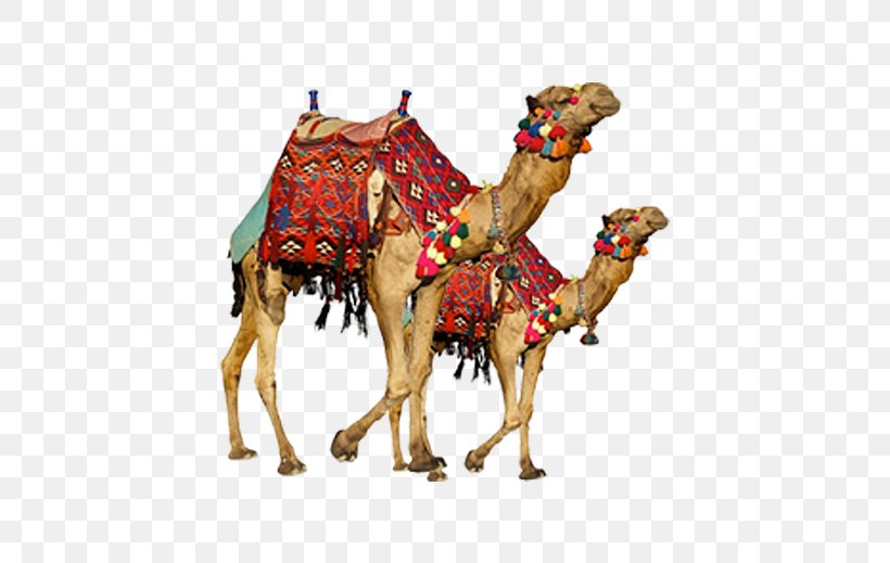 Portable Network Graphics Clip Art Dromedary Bactrian Camel Image, PNG, 505x519px, Dromedary, Arabian Camel, Bactrian Camel, Camel, Camel Like Mammal Download Free