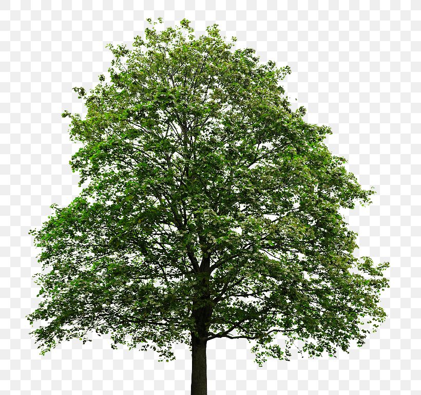 Acer Macrophyllum Silver Maple Tree Stock Photography Maple Leaf, PNG, 758x769px, Acer Macrophyllum, Branch, Color, Green, Leaf Download Free