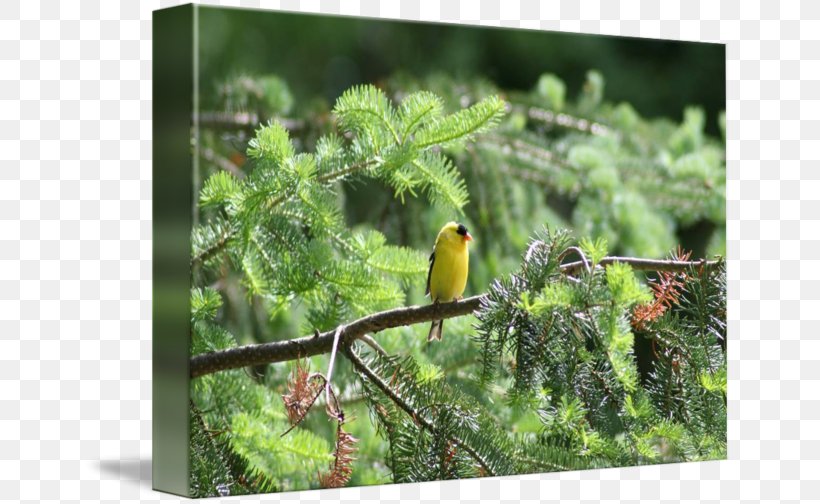 Beak Fauna Branching, PNG, 650x504px, Beak, Bird, Branch, Branching, Fauna Download Free