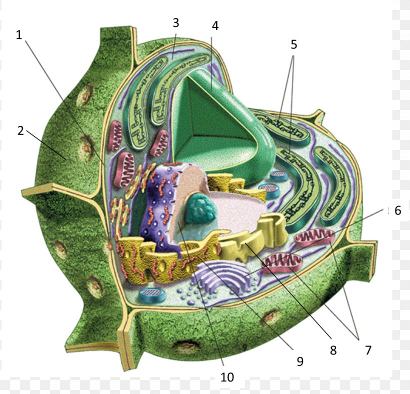 Cell Wall Cèl·lula Eucariota Plant Cell Cell Membrane, PNG, 1108x1066px, Cell Wall, Biology, Cell, Cell Envelope, Cell Membrane Download Free