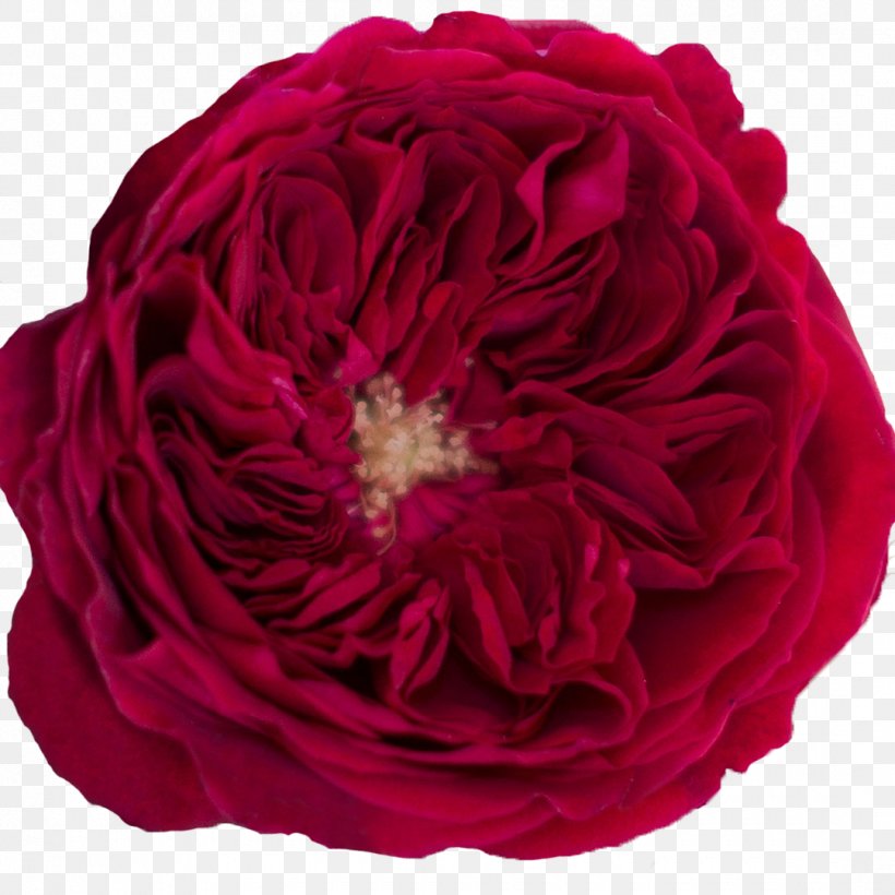 Garden Roses Cabbage Rose Flower Floribunda, PNG, 1080x1080px, Garden Roses, Artificial Flower, Blume, Cabbage Rose, Camellia Download Free