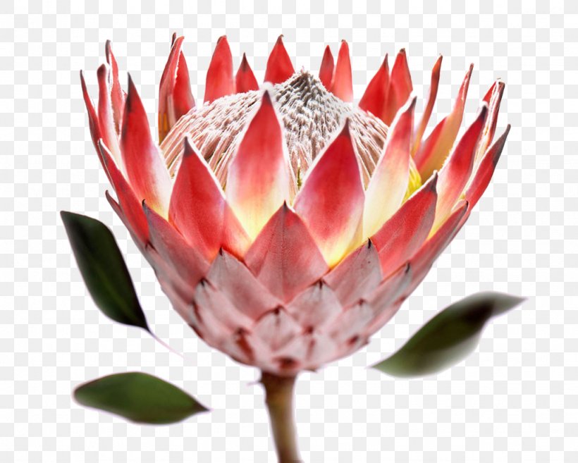 Kirstenbosch National Botanical Garden Protea Cynaroides South Africa National Cricket Team Flower Stock Photography, PNG, 1024x821px, Protea Cynaroides, Blossom, Cape Town, Flower, Flowering Plant Download Free
