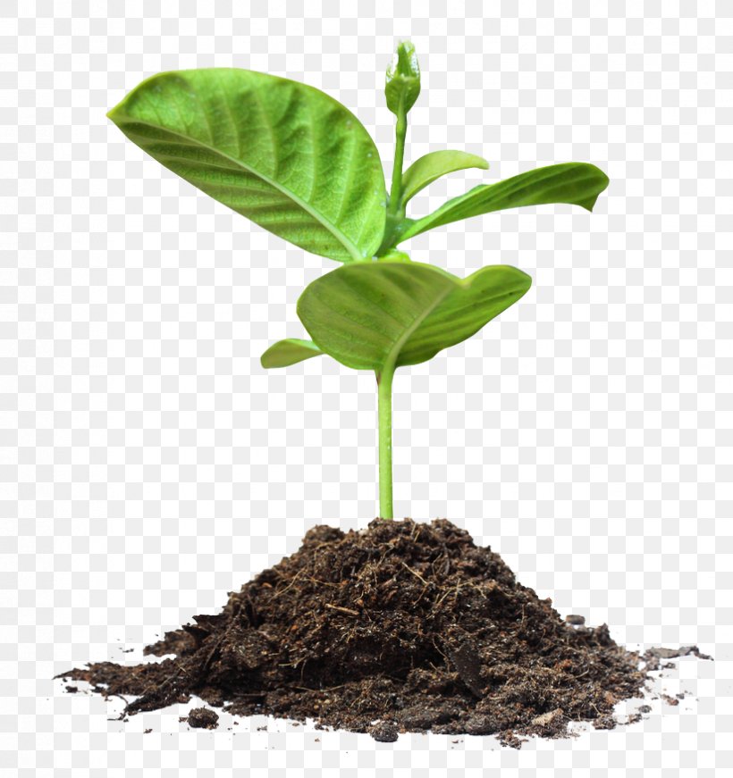 Tree Planting Paper Organization, PNG, 824x876px, Tree Planting, Agriculture, Company, Cultivator, Flowerpot Download Free