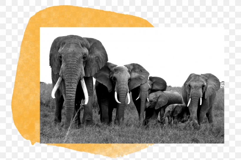 African Elephant Indian Elephant Wildlife The Big Five For Life Elephantidae, PNG, 1500x1000px, African Elephant, Animal, Black And White, David Sheldrick, Elephant Download Free