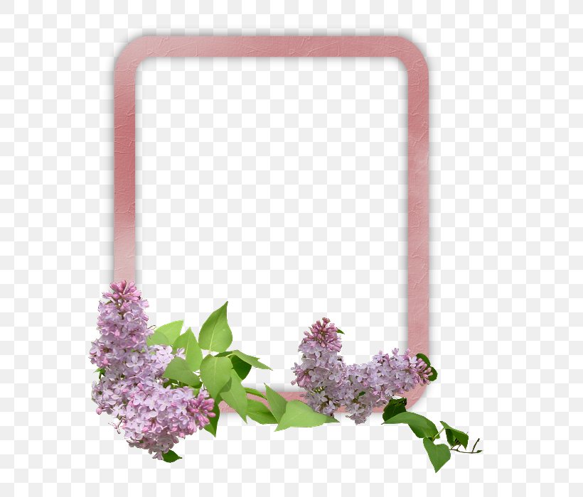 Flower Download, PNG, 700x700px, Flower, Box, Drawing, Herb, Lilac Download Free