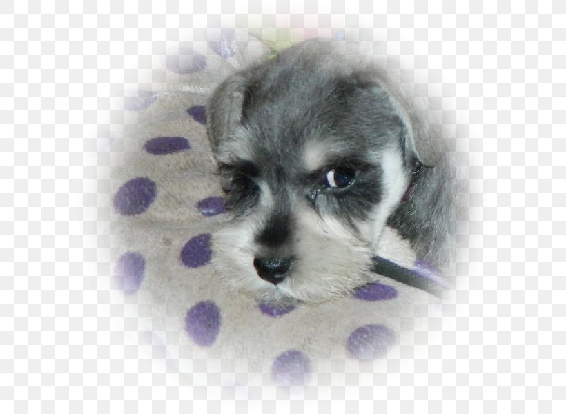 Miniature Schnauzer Schnoodle Morkie Dandie Dinmont Terrier Dog Breed, PNG, 600x600px, Miniature Schnauzer, Breed, Carnivoran, Cockapoo, Companion Dog Download Free