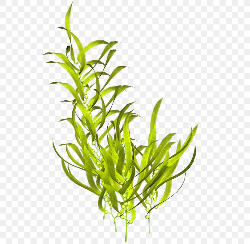 Seaweed Algae Plant, PNG, 592x800px, Seaweed, Algae, Aquarium Decor, Aquatic Plants, Commodity Download Free