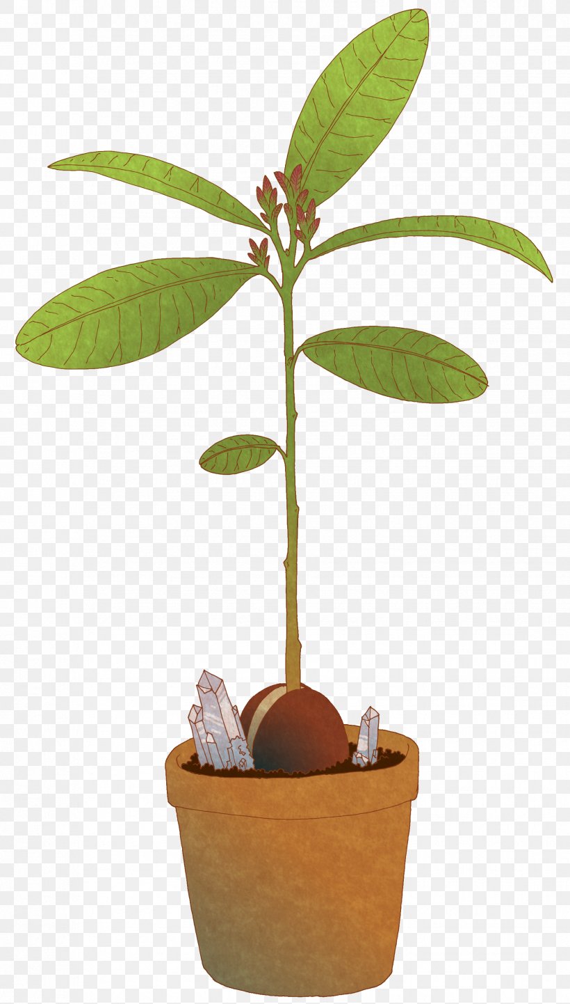 Tree Plant Avocado Drawing, PNG, 1856x3264px, Tree, Aloe, Art, Avocado, Botanical Illustration Download Free