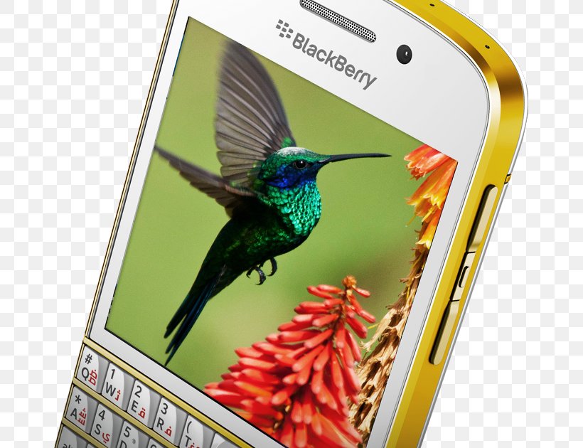 BlackBerry Q10 BlackBerry Leap BlackBerry Classic BlackBerry Z3 BlackBerry Limited, PNG, 667x630px, Blackberry Q10, Beak, Bird, Blackberry, Blackberry Classic Download Free