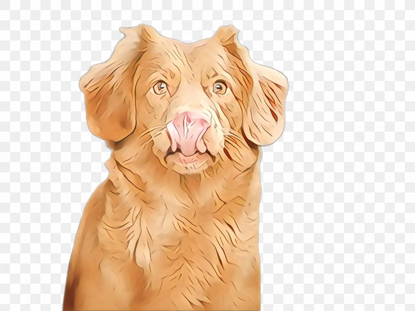 Dog Nova Scotia Duck Tolling Retriever Retriever Sporting Group Golden Retriever, PNG, 2000x1499px, Cartoon, Dog, Golden Retriever, Liver, Nova Scotia Duck Tolling Retriever Download Free