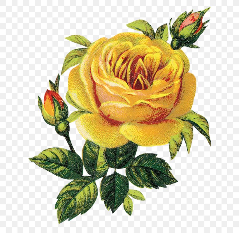Garden Roses Centifolia Roses Cut Flowers Floribunda, PNG, 667x800px, Garden Roses, Centifolia Roses, Cut Flowers, Floral Design, Floribunda Download Free