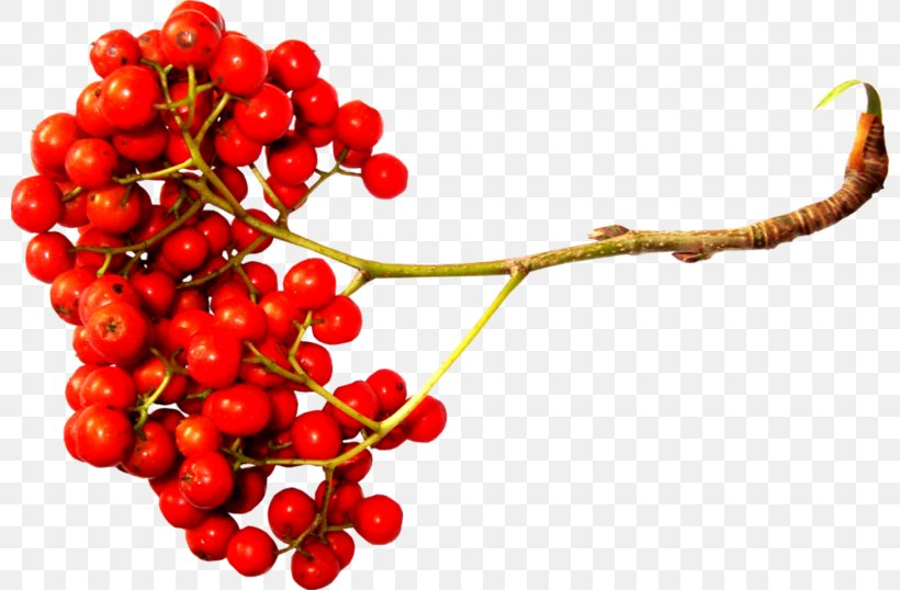 Sorbus Aucuparia Berry Clip Art, PNG, 800x538px, Sorbus Aucuparia, Aquifoliaceae, Aquifoliales, Audio Video Interleave, Auglis Download Free