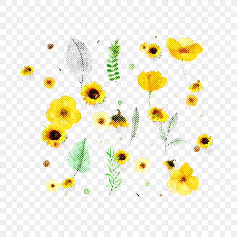 Sunflower Background, PNG, 2289x2289px, Common Daisy, Botany, Buphthalmum Salicifolium, Camomile, Chamomile Download Free