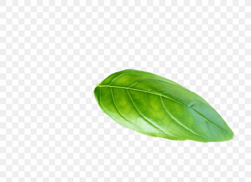 Leaf Plant Basil, PNG, 1470x1068px, Leaf, Basil, Plant Download Free