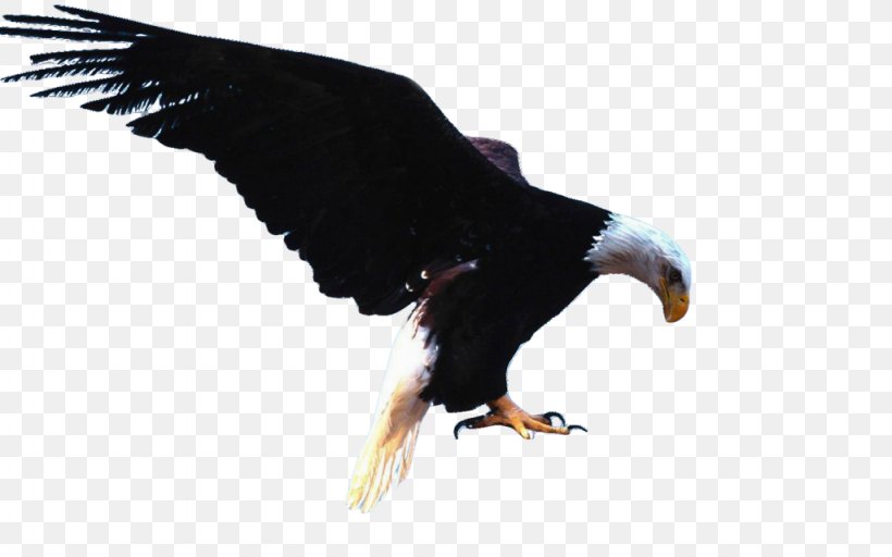 Bald Eagle Bird White-tailed Eagle Golden Eagle, PNG, 1024x640px, Bald Eagle, Accipitriformes, American Eagle, Beak, Bird Download Free