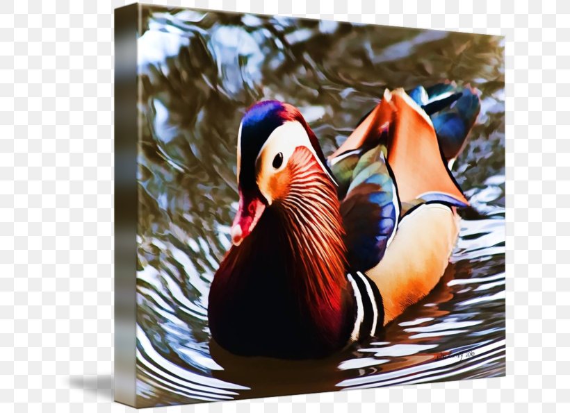 Duck Beak Feather Animal, PNG, 650x595px, Duck, Animal, Beak, Bird, Ducks Geese And Swans Download Free