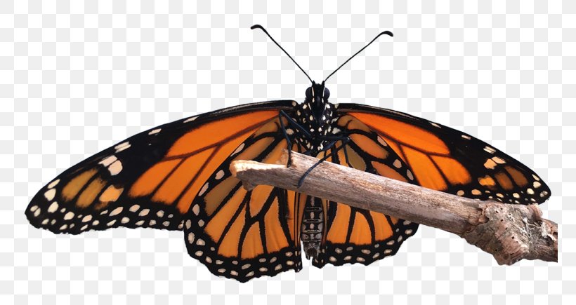 Monarch Butterfly Insect Milkweed Butterflies Peacock Butterfly, PNG, 768x435px, Butterfly, Arthropod, Brushfooted Butterflies, Brushfooted Butterfly, Caterpillar Download Free