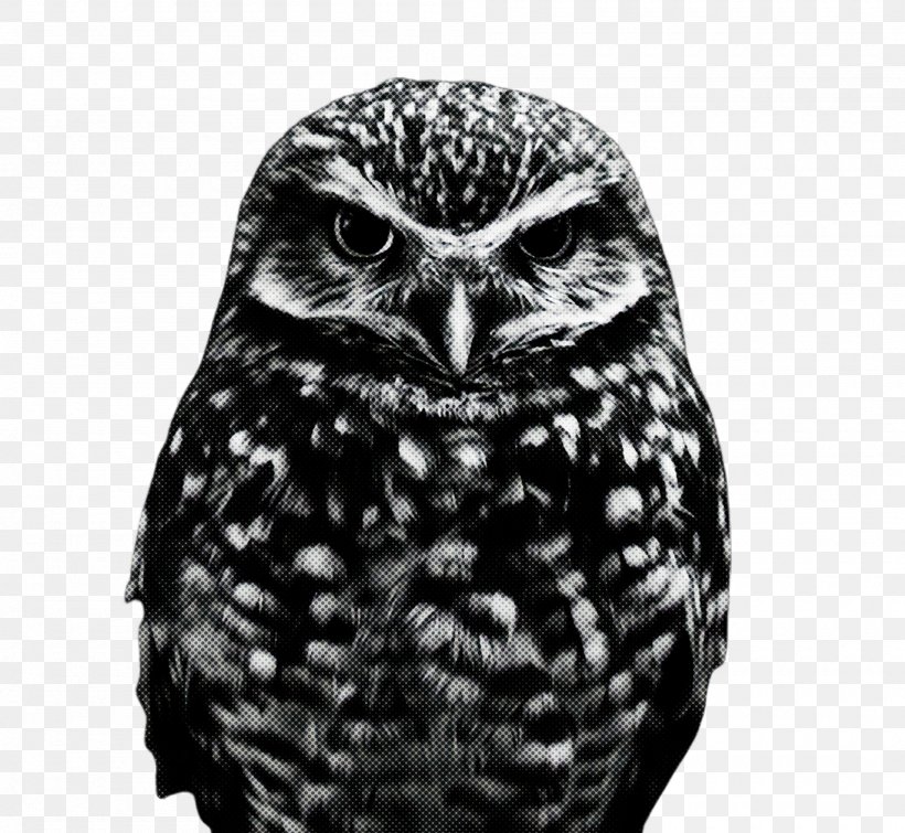 Owl Bird Bird Of Prey Black Beak, PNG, 2000x1843px, Owl, Beak, Bird, Bird Of Prey, Black Download Free